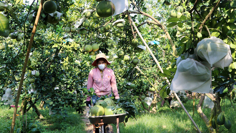 Nông dân xã Thanh Hải (Lục Ngạn) thu hoạch bưởi.