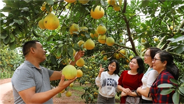 Du khách thích thú với những chùm bưởi chín vàng.