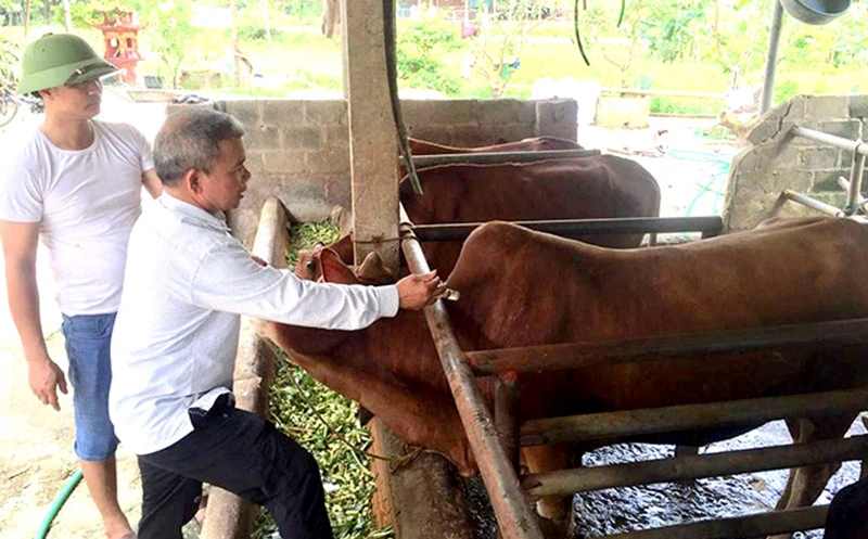 Tiêm vắc-xin phòng bệnh cho gia súc tại hộ chăn nuôi ở xã Cảm Nhân, huyện Yên Bình, tỉnh Yên Bái. (Ảnh HỒNG DUYÊN)