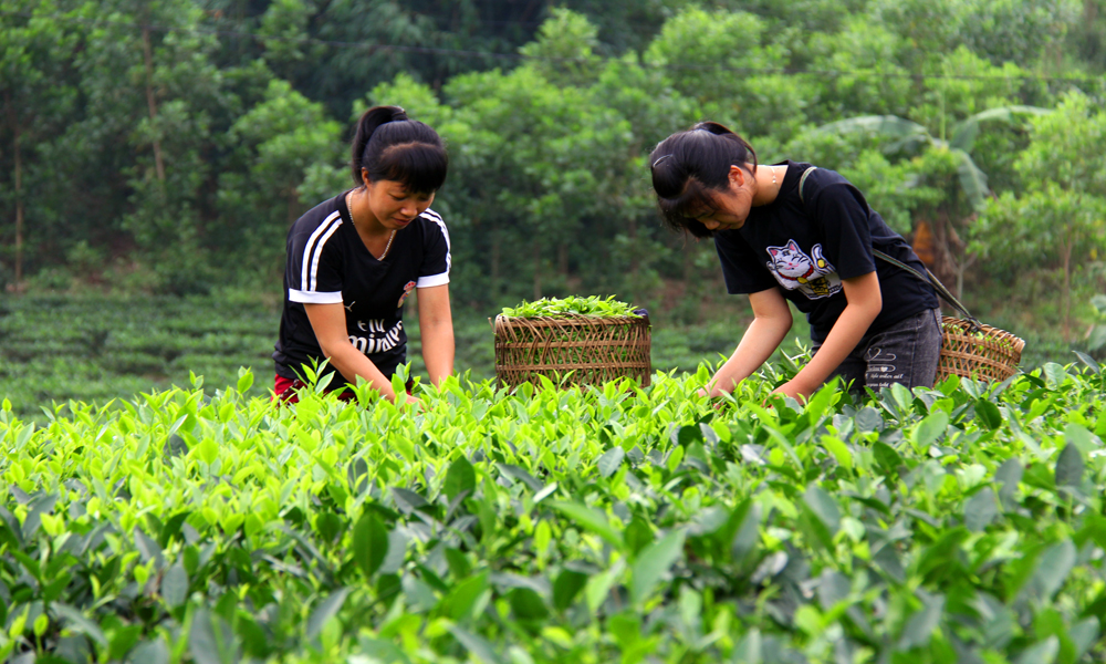 Vùng sản xuất chè xanh Bản Ven của Hợp tác xã Thân Trường.