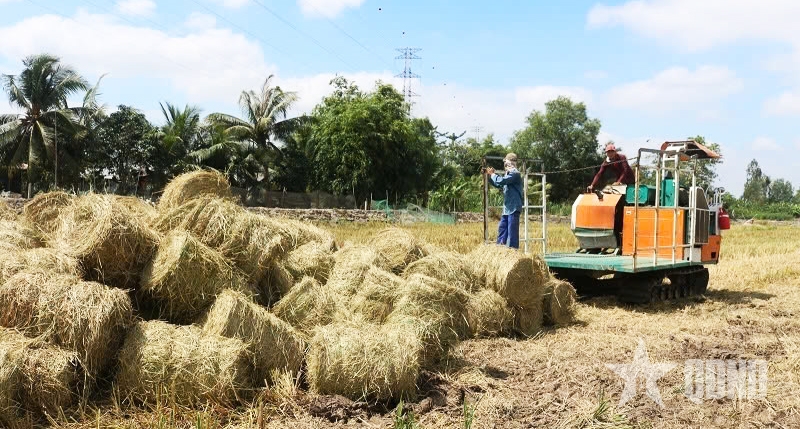 Nông dân xã Trung Ngãi, tỉnh Vĩnh Long tận dụng rơm rạ làm thức ăn cho bò. Ảnh: HỮU MINH