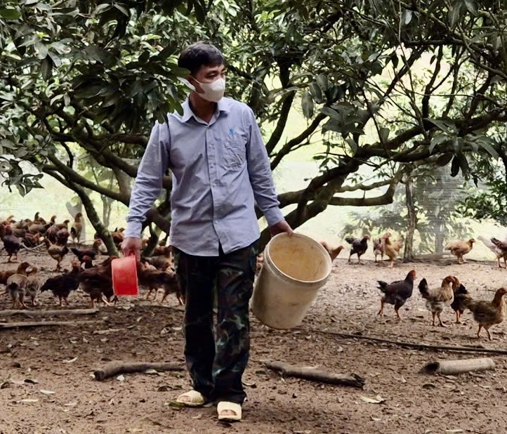 Anh Nguyễn Văn Chính chăm sóc đàn gà thương phẩm.