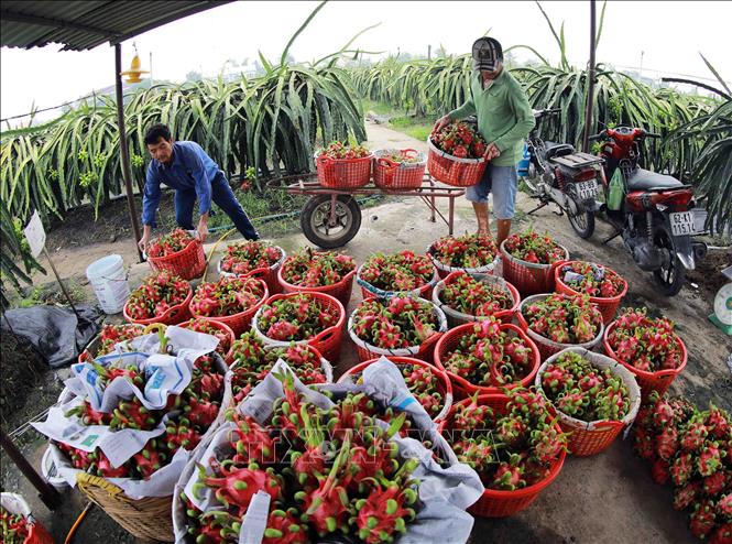 Hộ nông dân Trương Minh Trung, xã An Lục Long, huyện Châu Thành có diện tích 1,8 ha trồng thanh long, cho thu khoảng 80 tấn quả/năm. Ảnh: Vũ Sinh/TTXVN