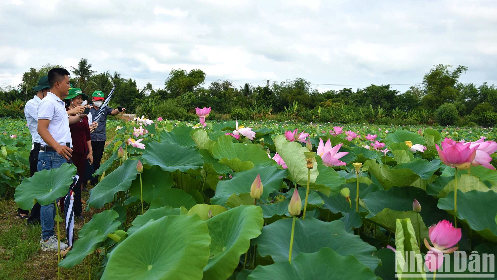 Sen huyện Tháp Mười tạo ra nguồn nguyên liệu phát triển thành nhiều sản phẩm OCOP.