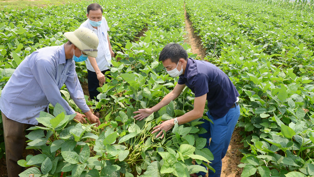 Vùng liên kết sản xuất đậu tương của Công ty Toàn Cầu tại thôn Thanh Sơn, xã Đông Phú (Lục Nam).