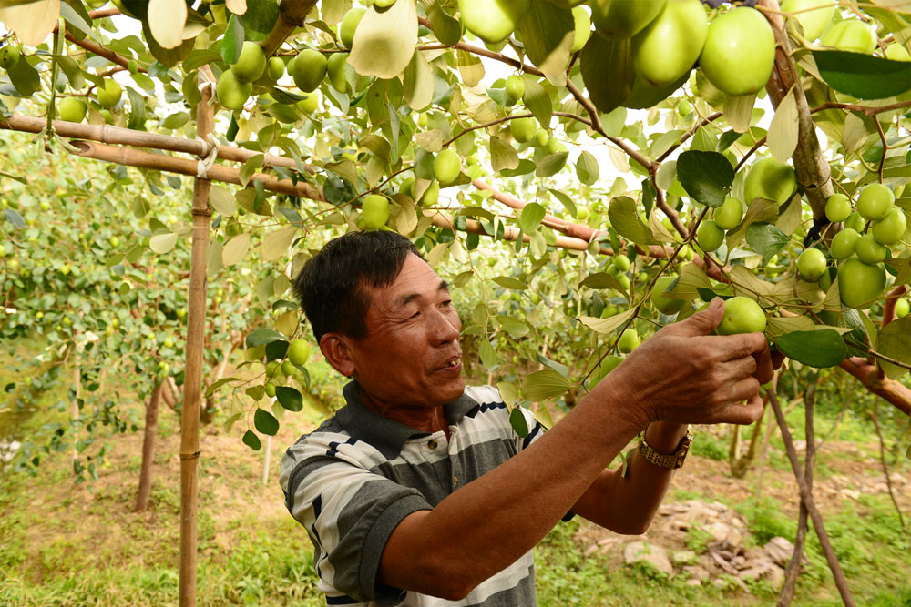 Ông Hoàng Văn Nam thu hoạch táo.