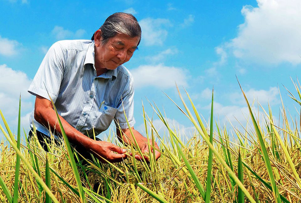 Anh hùng Lao động - Kỹ sư Hồ Quang Cua trên cánh đồng lúa ST24 nổi tiếng của mình tại thị trấn Mỹ xuyên, tỉnh Sóc Trăng. Ảnh: Nhà báo Nguyễn Thanh Dũng