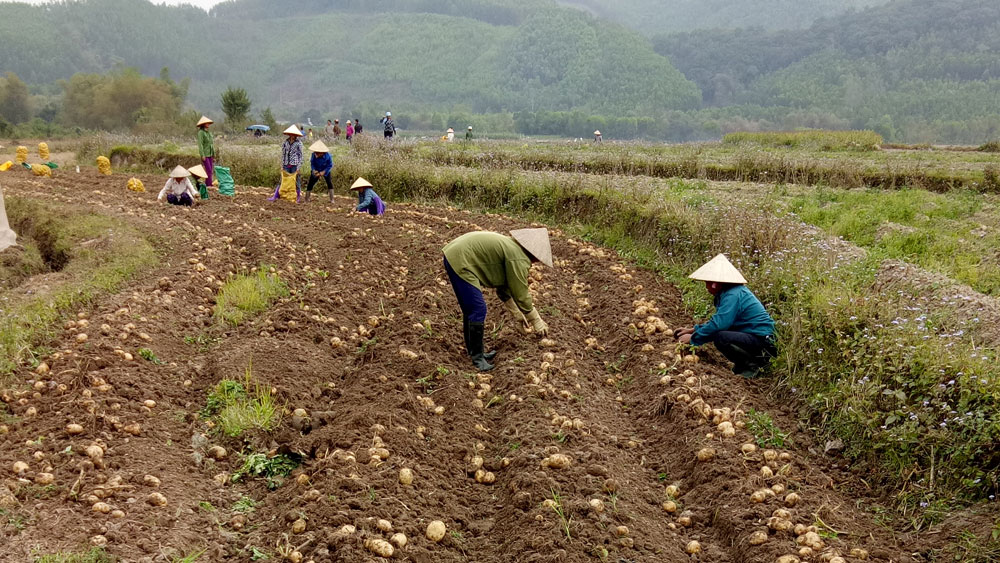 Nông dân xã An Bá thu hoạch khoai tây.