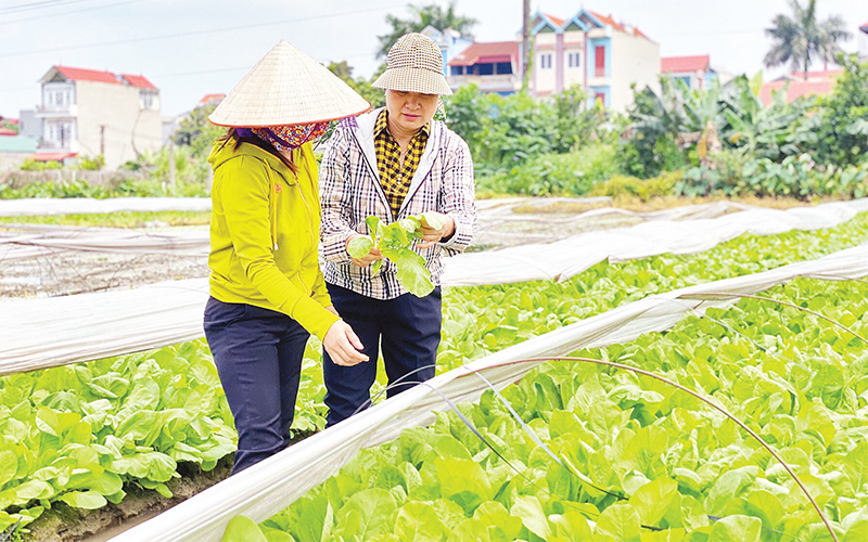 Chăm sóc rau vụ đông ở xã Vân Nội, huyện Đông Anh, Hà Nội. Ảnh: Sơn Hà