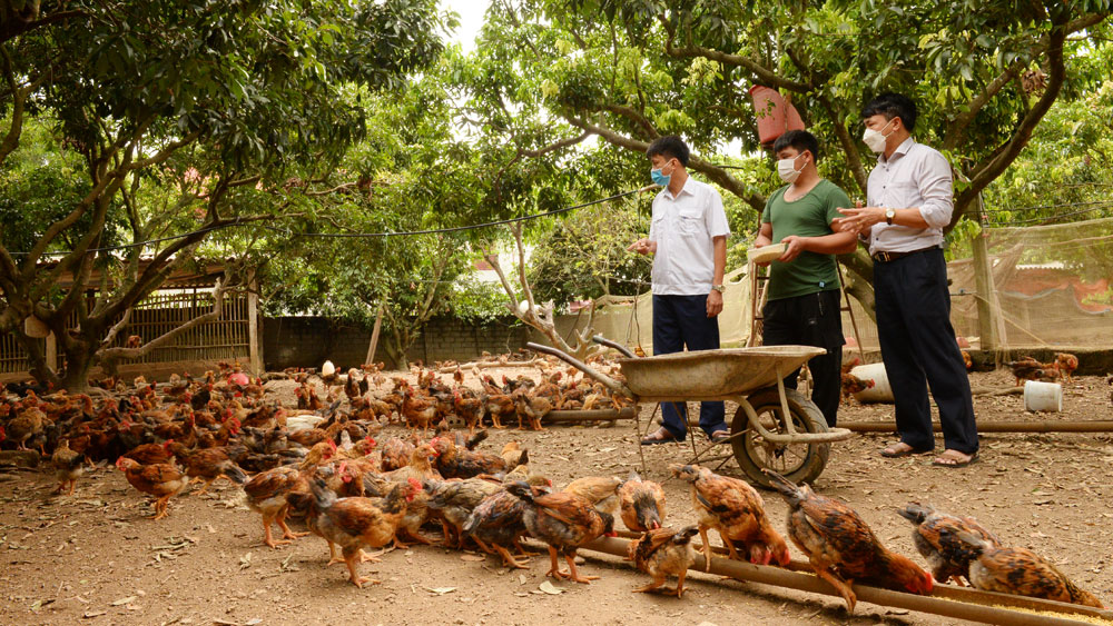 Cán bộ Chi cục Chăn nuôi và Thú y Bắc Giang, Trung tâm Dịch Vụ và Kỹ thuật huyện Yên Thế thăm mô hình chăn nuôi gà đồi tại tổ dân phố Đồng Nhân, thị trấn Phồn Xương.