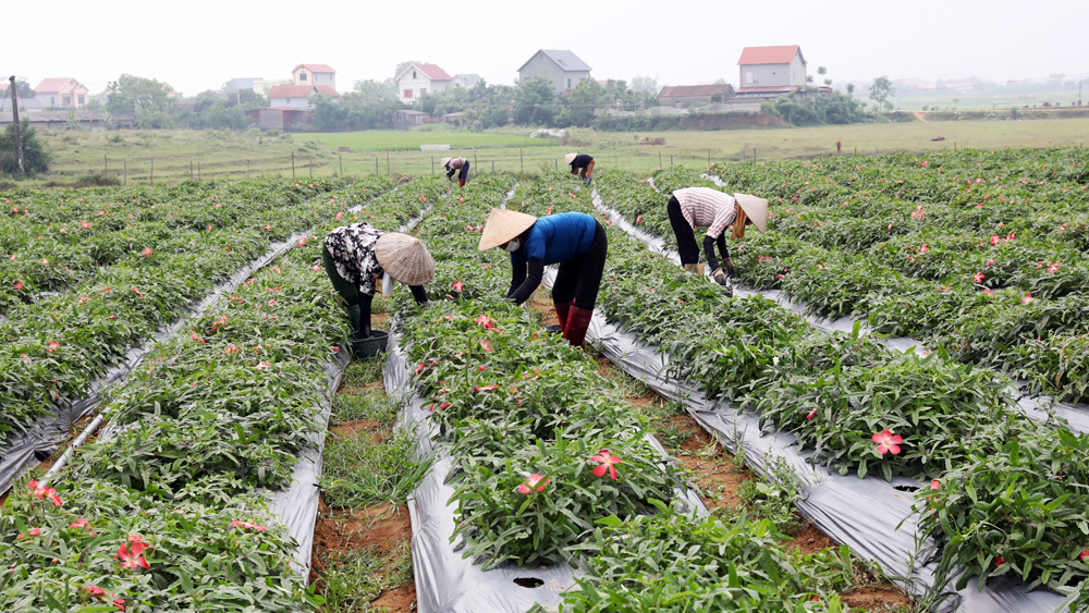 Công nhân Công ty TNHH Kim Tân Minh thu hoạch hoa sâm Bố Chính.