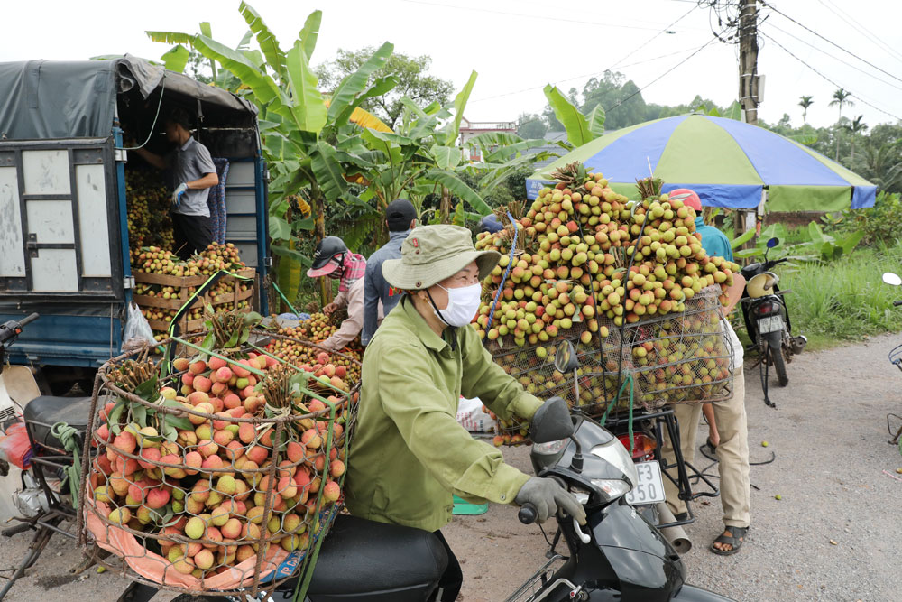 Người dân xã Phúc Hòa (Tân Yên) phấn khởi vì vải sớm được mùa, được giá.