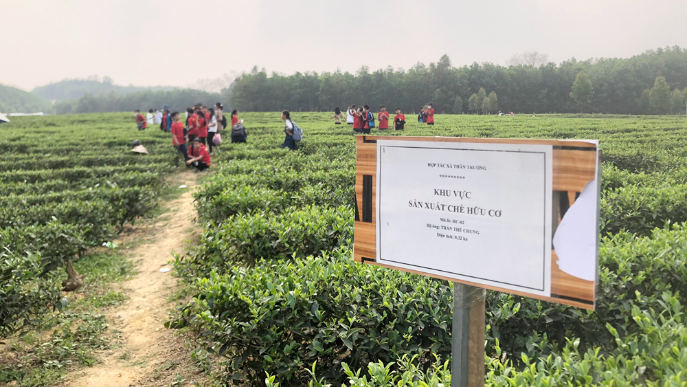 Mô hình chè hữu cơ tại HTX Thân Trường (Yên Thế).