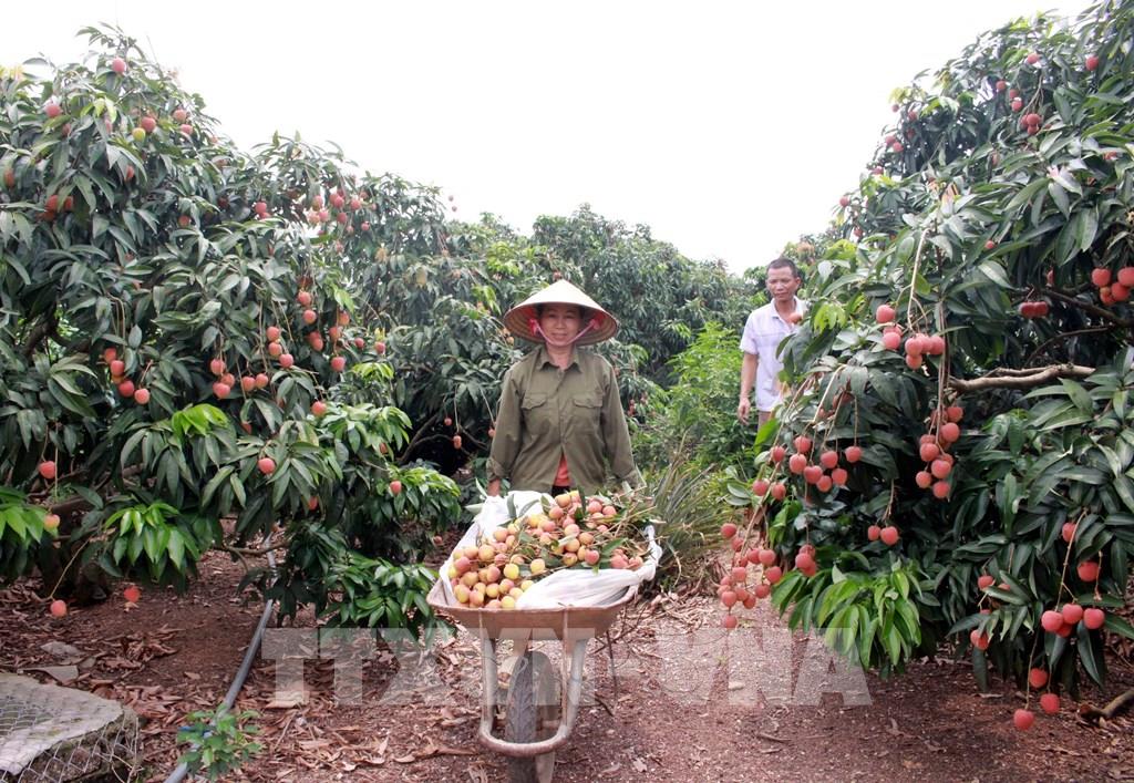 Gia đình chị Trần Thị Mỵ, thôn Phúc Lễ, xã Phúc Hòa thu hoạch vải sớm. Ảnh: Đồng Thúy - TTXVN