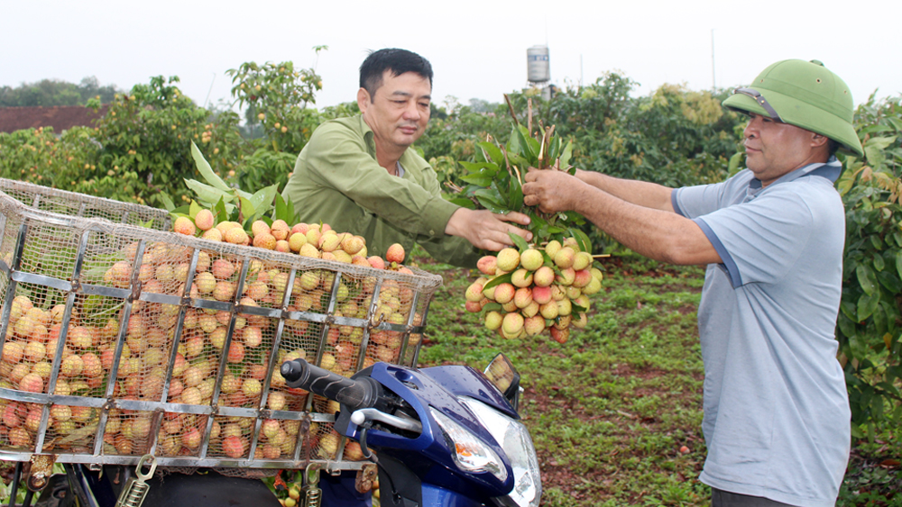 
Nông dân xã Phúc Hoà (Tân Yên) vào vụ vải sớm.