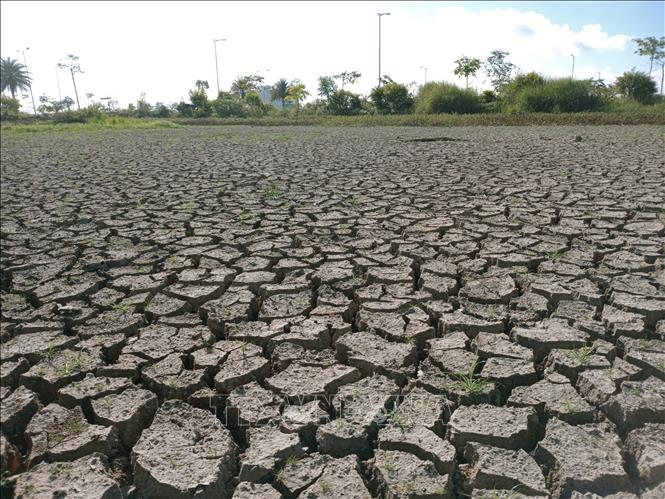Tình trạng cạn kiệt nước ngọt gây ra khô hạn tại thành phố Vị Thanh, tỉnh Hậu Giang. Ảnh: Duy Khương/TTXVN