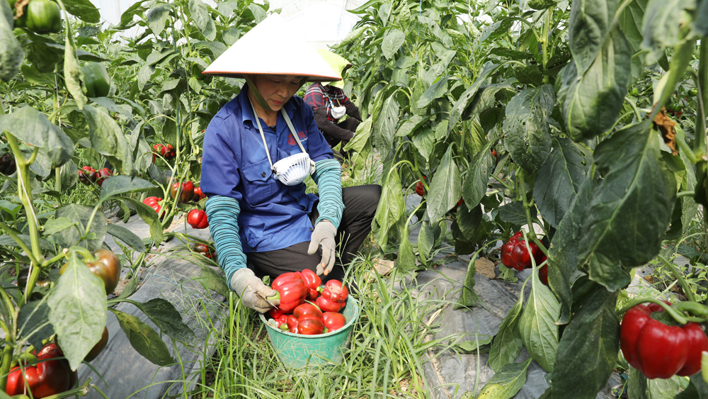 Công nhân HTX Công nghệ cao Trí Yên thu hoạch ớt chuông đỏ.