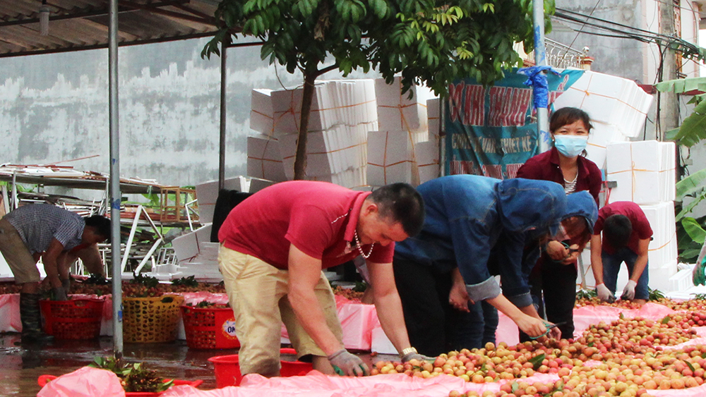 Một điểm thu mua vải thiều tại xã Trường Sơn (Lục Nam).