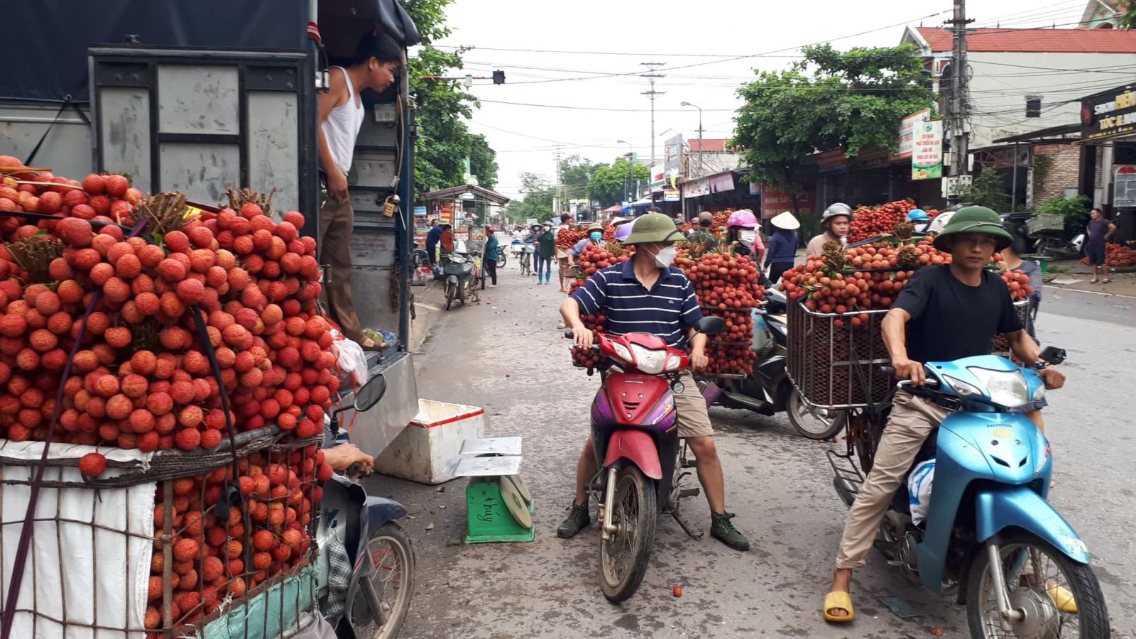 Thương lái và chủ vườn mặc cả mua theo sọt.