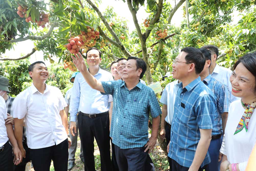 Bộ trưởng Lê Minh Hoan thăm vườn vải thiều của hộ ông Trần Văn Hành, thôn Chão, xã Giáp Sơn.