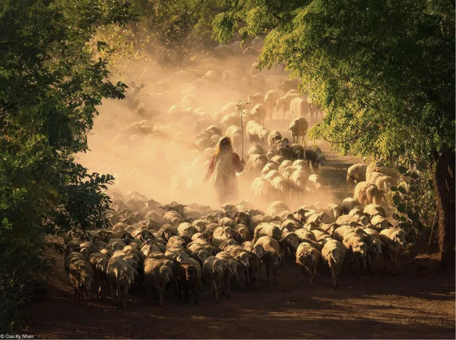 ác phẩm “Sheep Farming Of The Cham People” (tạm dịch: Người Chăm chăn cừu) được nhiếp ảnh gia Cao Kỳ Nhân chụp tại huyện Bác Ái, tỉnh Ninh Thuận. Tác phẩm đạt giải Nhì hạng mục Food In The Field.