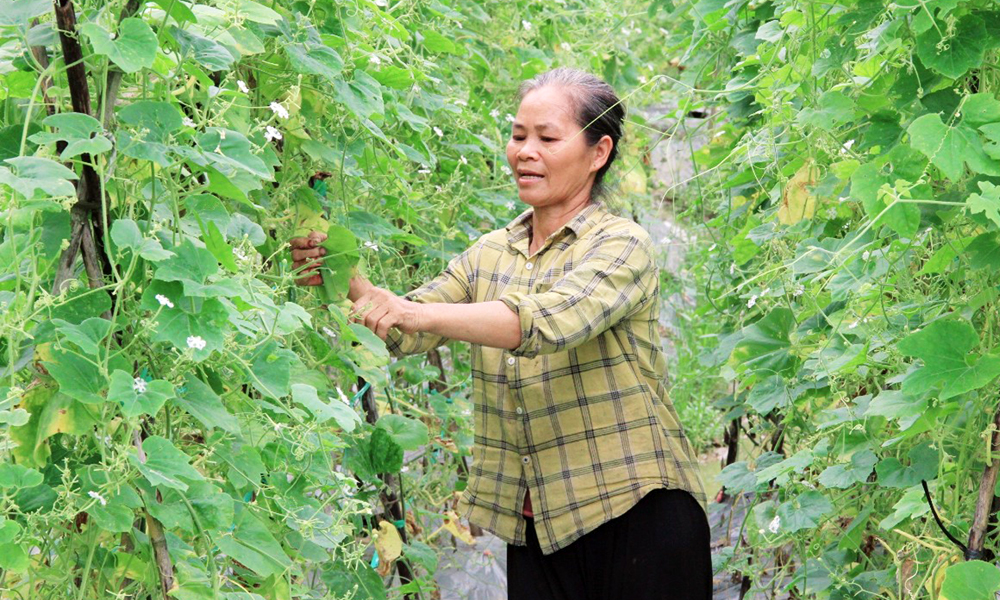 Hộ gia đình bà Trần Thị Nghĩa, thôn Bình Minh, xã Lan Giới (Tân Yên) được vay vốn từ Quỹ HTND để phát triển sản xuất.