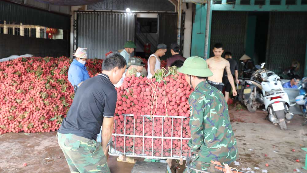 Một điểm thu mua vải thiều tại thôn Từ Xuyên, xã Phượng Sơn (Lục Ngạn).