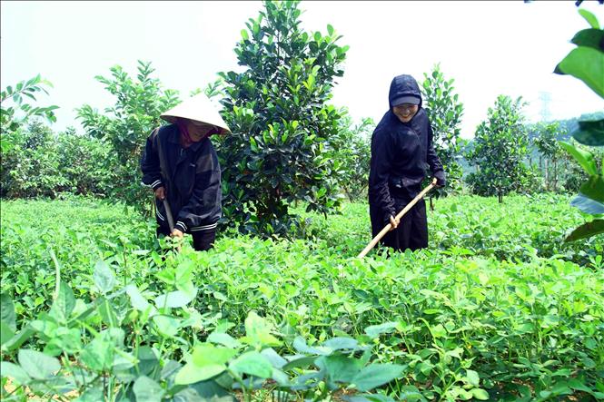 Nguồn cây giống, hoa màu từ hỗ trợ trong Chương trình 1719 giúp người dân xã miền núi Kim Thủy (huyện Lệ Thủy, tỉnh Quảng Bình) nâng cao thu nhập kinh tế.