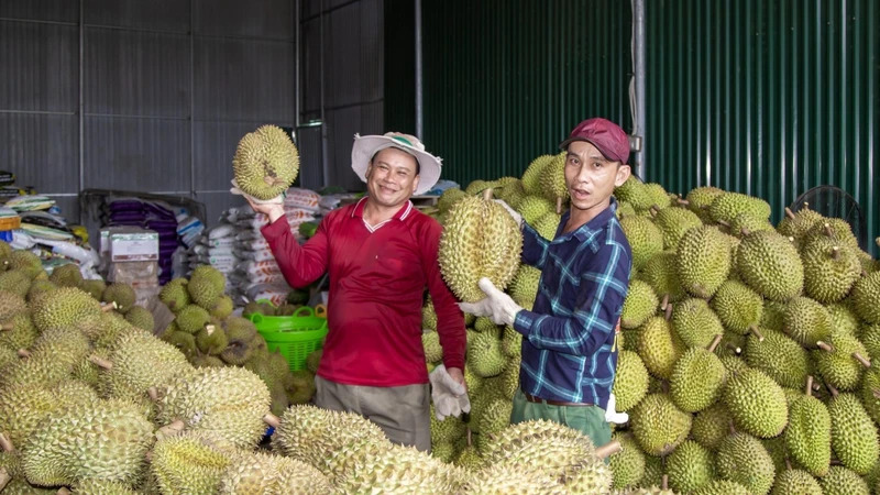 Sầu riêng là “quán quân” xuất khẩu rau quả hiện nay.