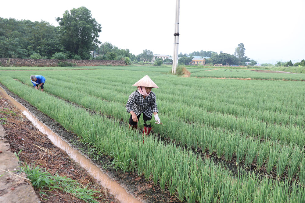 Bà Nguyễn Thị Độ chăm sóc ruộng hành.