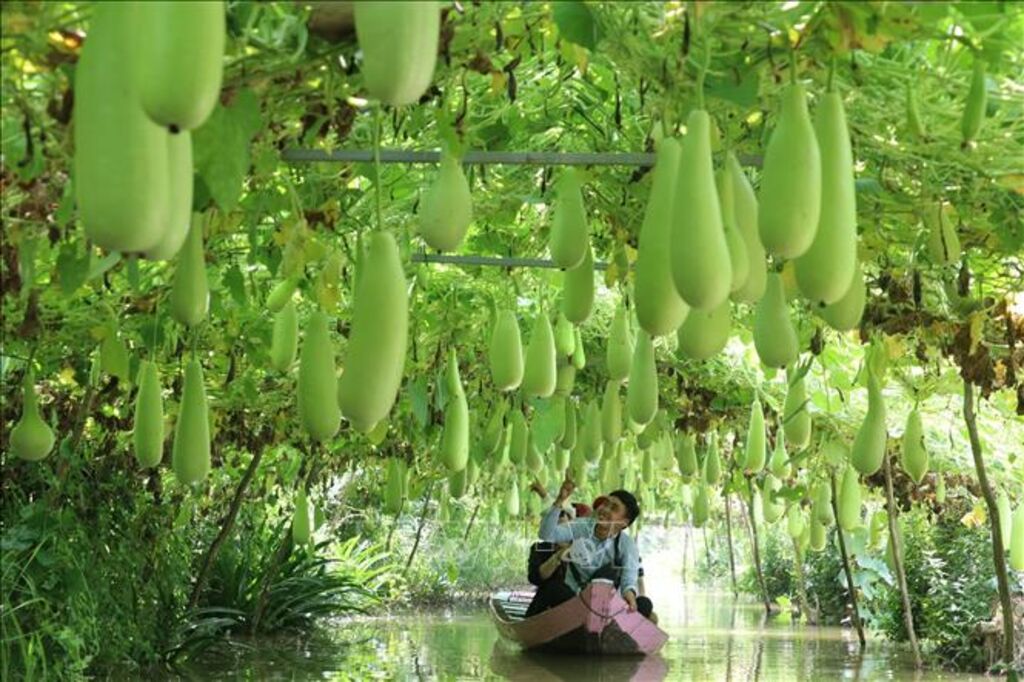 Du khách đi thuyền tham quan vùng trồng bầu của Khu du lịch Trần Bá Chuốt, huyện Lai Vung, Đồng Tháp. Ảnh: Nguyễn Văn Trí/TTXVN