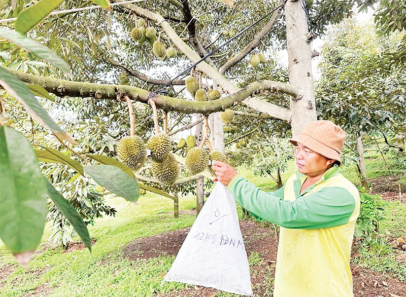 Nông dân xã Sơn Bình, huyện Khánh Sơn (Khánh Hòa) chăm sóc cây sầu riêng.