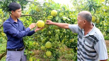 Từ khi chuyển sang trồng bưởi Diễn, gia đình ông Phương Văn Sạch (phải), thôn Trại Ổi, xã Trường Sơn (Lục Nam) có thu nhập ổn định.