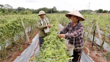 Thành viên HTX Sản xuất và Tiêu thụ sâm Nam núi Dành Liên Chung thu hoạch hoa sâm Nam.