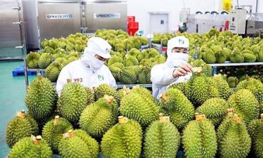 Xuất khẩu sầu riêng phục hồi mạnh mẽ. Ảnh minh họa: vneconomy.vn