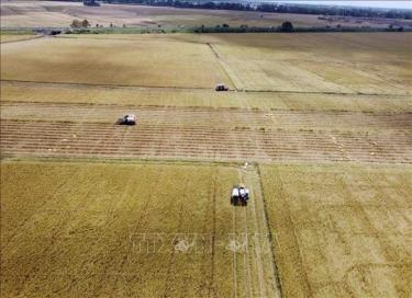 Ảnh minh họa: TTXVN