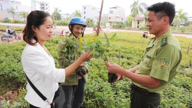 Cán bộ Hạt Kiểm lâm Lục Nam kiểm tra cây giống lâm nghiệp trước khi xuất vườn tại vườn ươm của gia đình chị Nguyễn Thị Hương Giang.