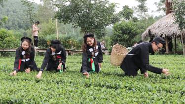 Du khách trải nghiệm hái chè tại điểm du lịch cộng đồng bản Ven, xã Xuân Lương (Yên Thế).

