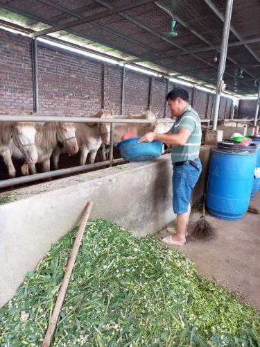 Anh Ngô Xuân Văn đang chăm sóc đàn ngựa bạch tại trang trại của gia đình ở thôn Nội Xuân, xã Mai Trung, huyện Hiệp Hòa (Bắc Giang).