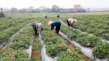 Công nhân Công ty TNHH Kim Tân Minh thu hoạch hoa sâm Bố Chính.