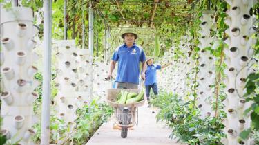 Chăm sóc vườn rau trong nhà màng tại Hợp tác xã Sản xuất, Thương mại và Dịch vụ Organic (Bắc Giang). Ảnh: Danh Lam/TTXVN.