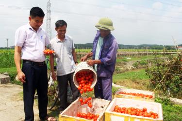 Nông dân thôn Minh Sơn, xã Trung Sơn thu hoạch cà chua.