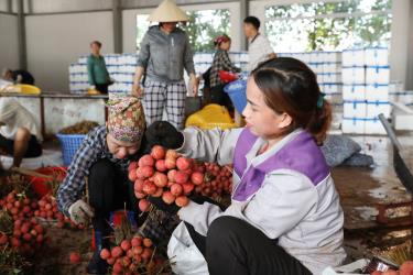 Điểm thu mua, đóng gói vải thiều xuất khẩu sang Trung Quốc của hộ anh Tô Ngọc Phú, thôn Cầu Đất, xã Phượng Sơn (Lục Ngạn)