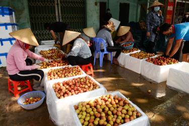 Một điểm thu mua, đóng gói vải thiều tại phố Kim, xã Phượng Sơn.