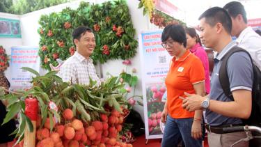 Đại diện sàn thương mại điện tử Sendo.vn (hai người bên phải) đến Lục Ngạn tìm hiểu, kết nối đưa vải thiều lên sàn.