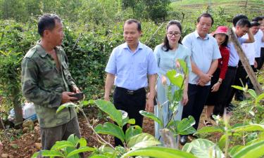 Đồng chí Mai Sơn và các đại biểu tham quan mô hình trồng ba kích tím của gia đình ông Lê Văn Thuận, thôn Tảu, xã Long Sơn.