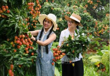 Du khách tham quan, trải nghiêm tại vườn vải. Ảnh: TTXVN phát
