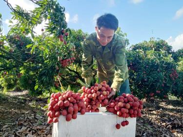 Người dân xã Sơn Hải (Lục Ngạn) thu hoạch vải xuất khẩu.