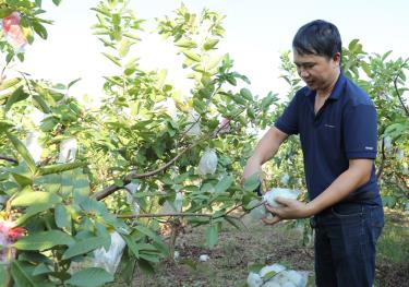 Mỗi năm, gia đình anh Đặng Huy Phong, tổ dân phố Hòa Sơn, thị trấn Cao Thượng (Tân Yên) thu lãi khoảng 200 triệu đồng từ trồng ổi lai.