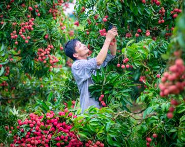 Nông dân Bắc Giang thu hoạch vải thiều.